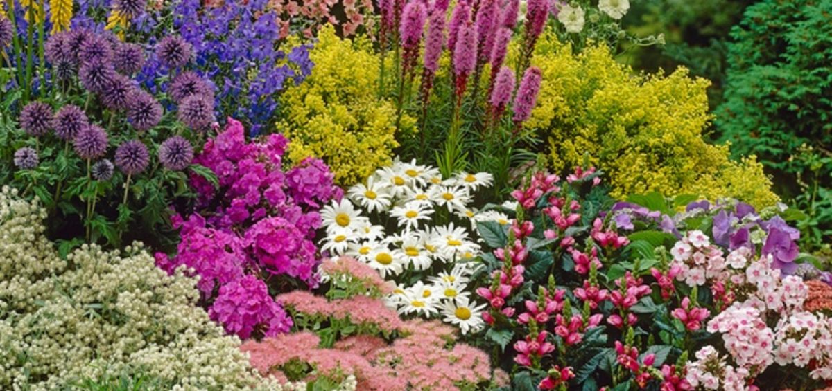 why-now-is-the-perfect-time-to-plant-herbaceous-perennials